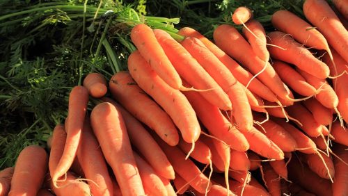 Много моркови