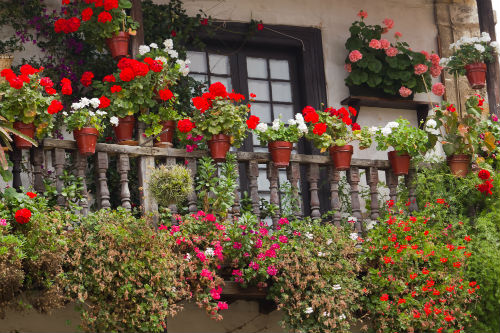 цветы на балконе и лоджии