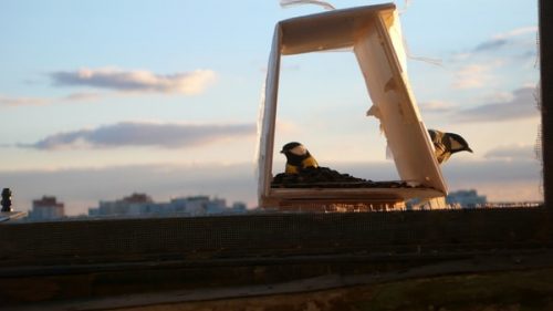 Как сделать и разместить кормушку для птиц на балконе