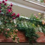 Розы на балконе