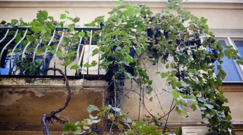 Выращивание винограда на балконе